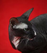 A black and white shorthair cat with green eyes