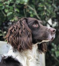 A springer spaniel in a garden