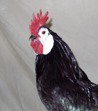 White face black spanish  bantam