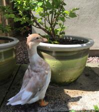 Pip the call duck pretends she’s a runner! 