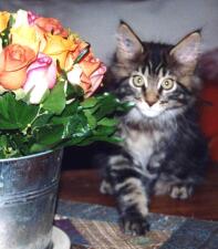 A bouquet of roses with a tabby maine coon cat