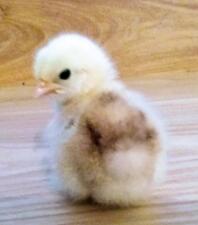 2 day old Pekin Chick