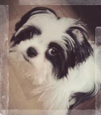 A black and white fluffy dog sat on the floor