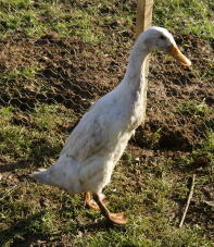 White runner duck