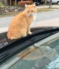 An orange british shorthair cat stood on the bonnet of a car