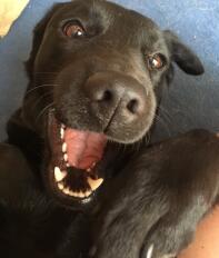 Silly Ruby the black lab