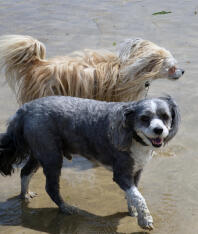 Ollie (top) and Bo (bottom) - Chinese crested powder puff