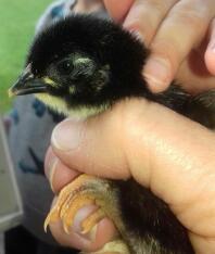 2 day old Maran Chick - Black Copper