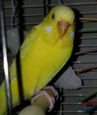 Female lutino budgie (Lightning) in breeding condition. (note the brown cere)