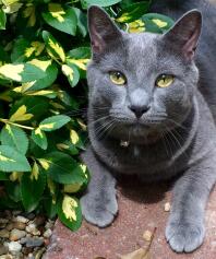 Russian blue cat barney