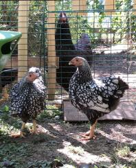 Two wyandotten chickens outside in a garden