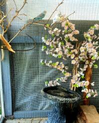 Budgies