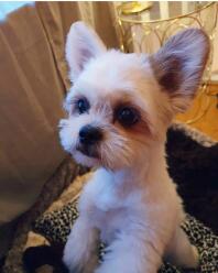 A super cute dog