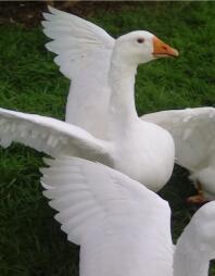 Embden Geese