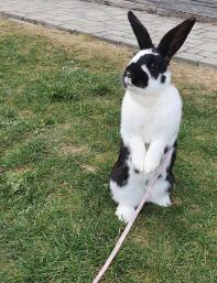 A rabbit standing on it's back legs.