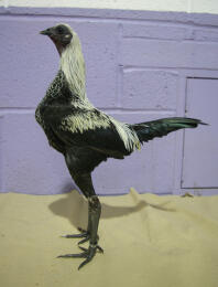 Birchen modern cock