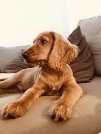 A cocket spaniel relaxing on a sofa.