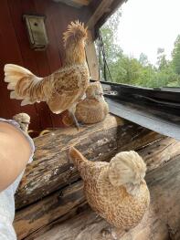 Dwarf toadstool hens resting 