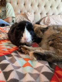 Guinea pig and cat