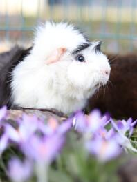 Close up of guinea pig