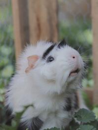 Close up of guinea pig