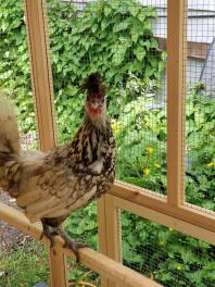 Chicken in wooden chicken run