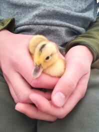 1 day old miniature appleyard ducklings