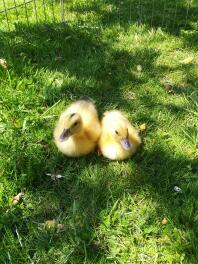1 week old miniature appleyard ducklings