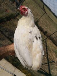 A white chicken stood on it's owners hand in a garden behind some netting