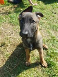 10 week stable colour malinois puppy 