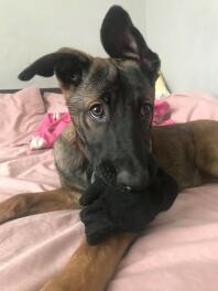 13 week old malinois puppy 