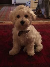 A white fluffy dog sat in a living room