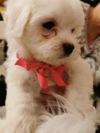 A small white bichons havaianas puppy dog with a red ribbon around its neck
