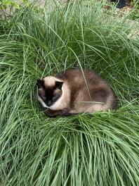 Milo in his favourite grass