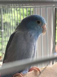 Zazu the parrotlet 