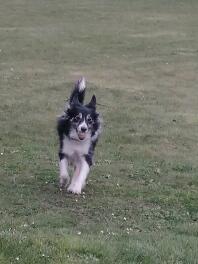 A dog running across a field