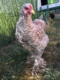 A booted bantam chicken with white and brown feathers