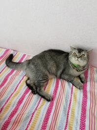 British shorthair tabby cat laying down