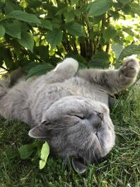 Cat laying down in grass