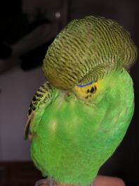 Dusty the budgie