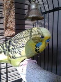 Hello. I'm Jojo.
