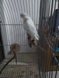 A pair of curious, white budgies