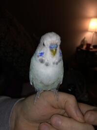 Beak feathers falling out 