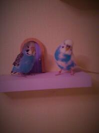 These are my budgies, Blue and Milo. Blue is in the right and Milo is on the left.