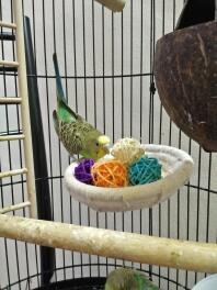 Mr. Romeo is having fun :D
