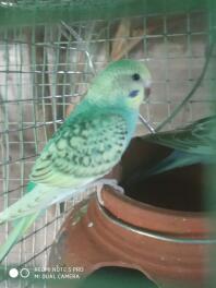Cute budgie