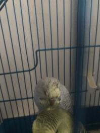 My budgie has candidiasis and i cant go to the vet because we dont have one close to home and we cant go out, is their a natrual recovery?