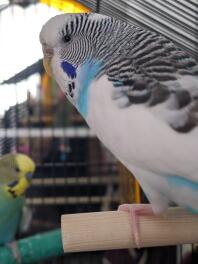 Snowy and kiko