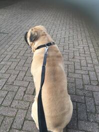 Bullmastiff dog with dog lead