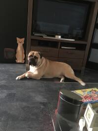 Bullmastiff dog laying down